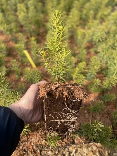 Cis Dwarf Bright Gold P9 – system korzeniowy