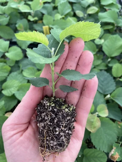 Świdośliwa Amelanchier multiplat