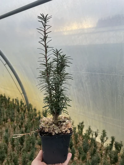 Cis pośredni Hicksii – sadzonka